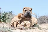 SHAR-PEI 578